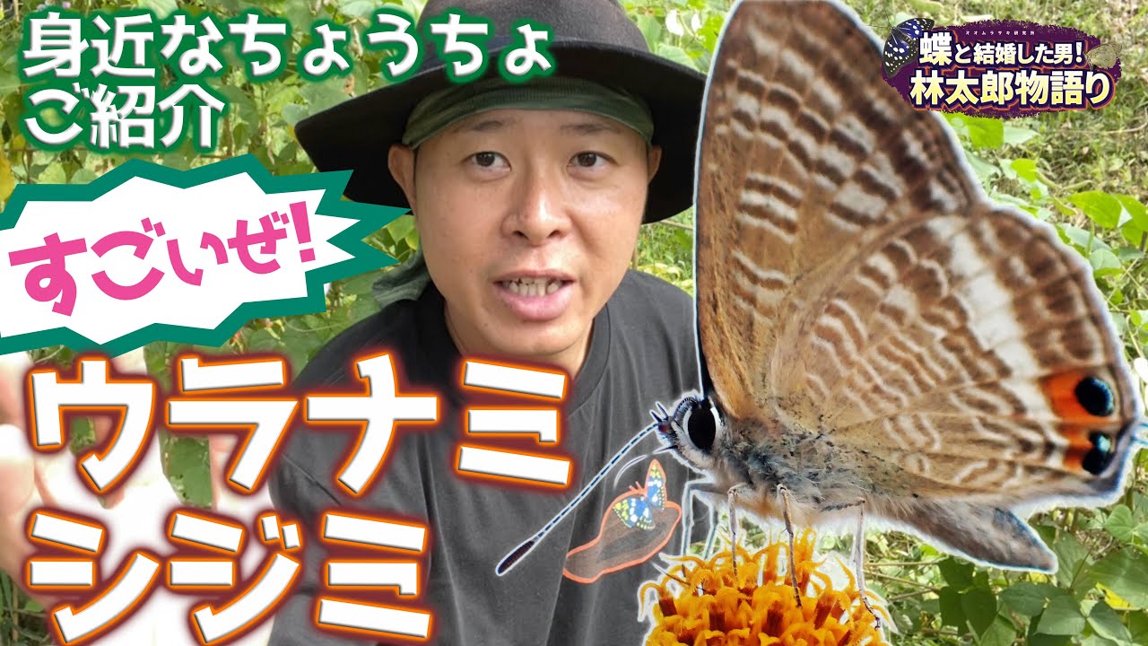 Insects are amazing!] A traveling butterfly! The Reversed Blue