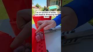 How to Care for a Queen Bee Inside the Queen Cage