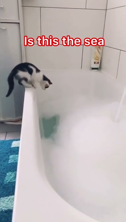 video kucing lucu ~ akhirnya mau mandi juga awkwk