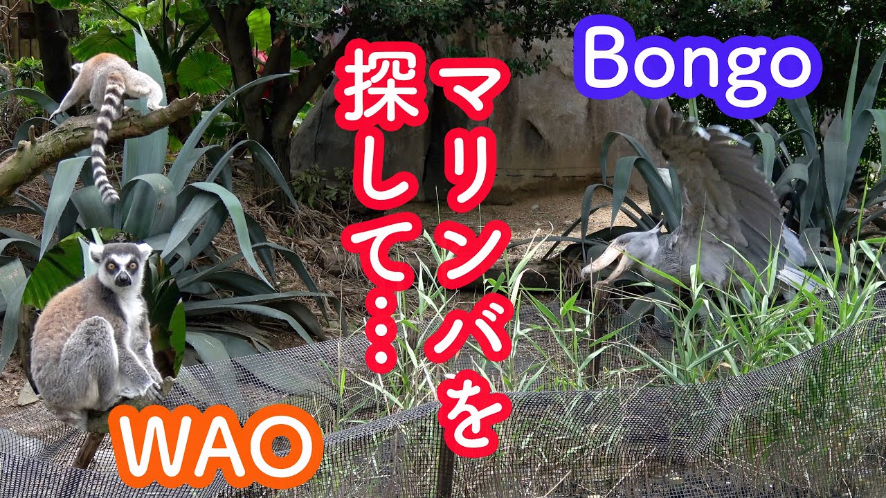 ハシビロコウのボンゴ、マリンバを探しに行ったけど…　SHOEBILL 