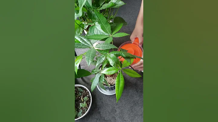 發財樹應該這樣澆水 - 天天要聞
