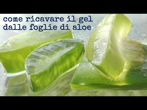 Come estrarre il gel da foglie di aloe vera e come conservarlo