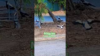 #magpie#flying#birdsounds#satisfying#asmr #shortsvideo