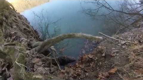 How to trap beaver with snare and results