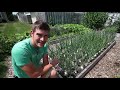 My Top 3 Tips To Growing Giant Organic Onions