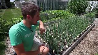 My Top 3 Tips To Growing Giant Organic Onions