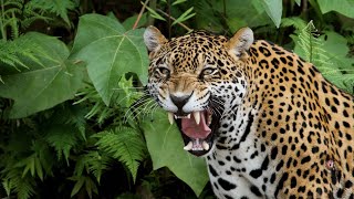 5 Dangerous Animals Living In The Amazon Rainforest.