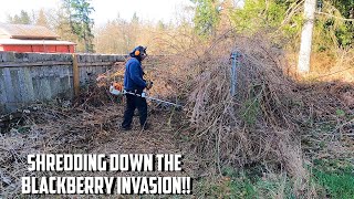 RECLAIMING LOST Property From Blackberries! Brush Clearing Stihl FS240 Brush Cutter #satisfying