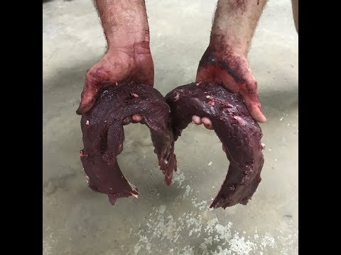 Bushman Diet: The