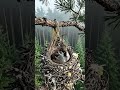 #bird
