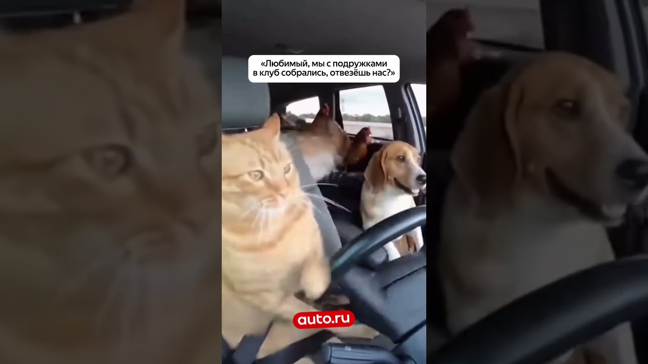 Отправляй «любимке»