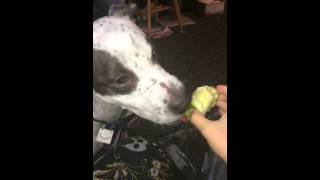 Apple dog
Nova eats an apple Apple dog