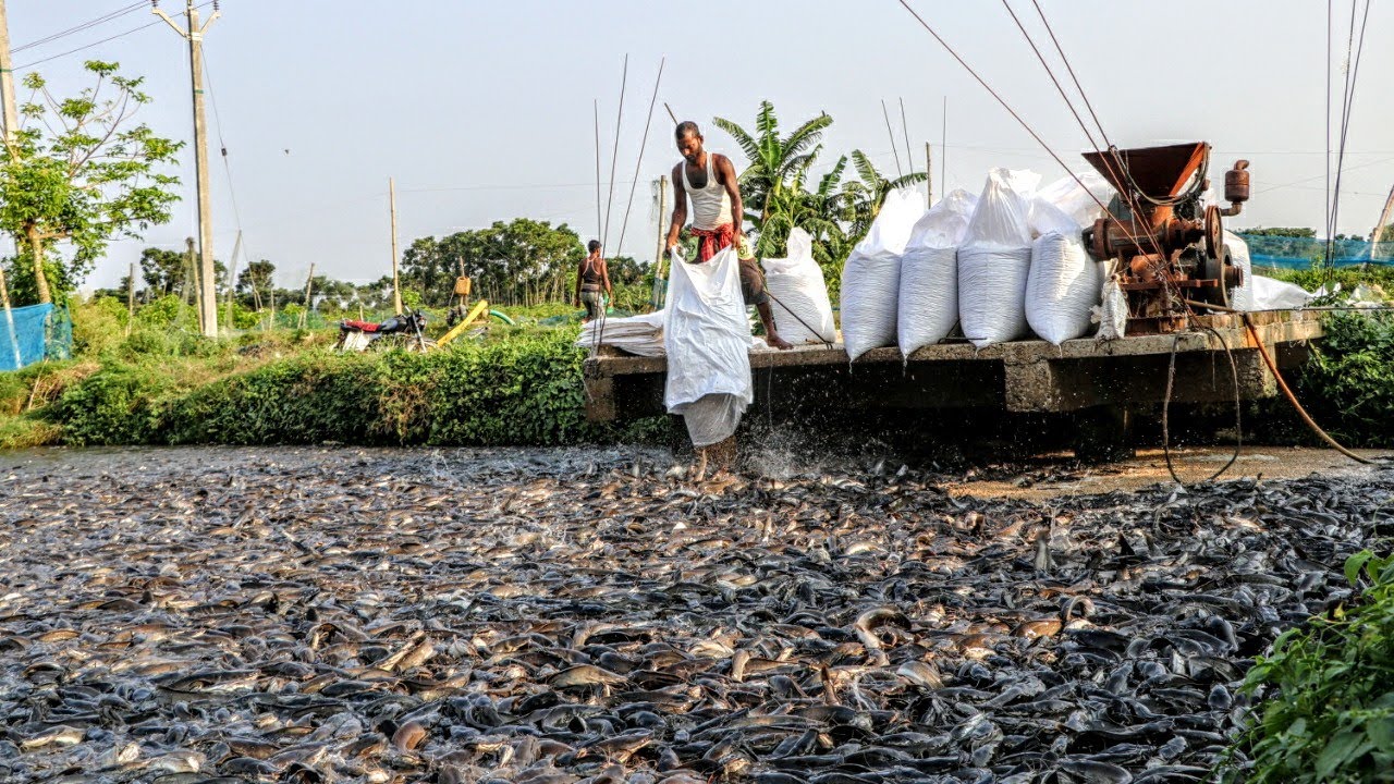 Incredible Indian Catfish Feeding Method Catfish Farming হাইব্রিড মাগুর চাষ YouTube