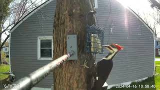 Longer Piliated Woodpecker Live Nature Cam Wyze WCO v1.
