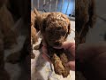 Magnolias Charlie Brown Poodle Litter 🐩 Snoopy is our last Available newsomesroyalk9sandkittens.com