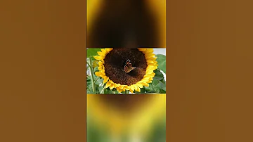 سبحان الله زهرة عباد الشمس والفراشه من نفس الالوان 