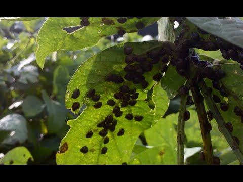 วีดีโอ: Kudzu Bug Control: การกำจัดแมลง Kudzu ในสวน