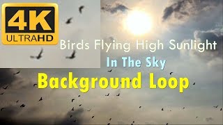 Birds Flying High Sunlight In The Sky Background Loop 4K