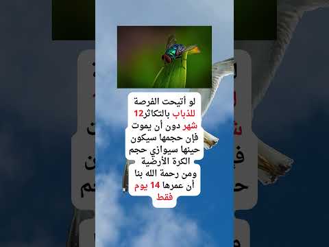 عمر الذبابة اكسبلور ثقافة عالم الحشرات