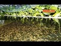 budidaya ikan gabus di kudus. jual bibit ikan gabus wasap 082323296897 budidaya ikan gabus di kudus. jual bibit ikan gabus wasap 082323296897