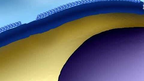 Cell Proliferation Signaling Pathway