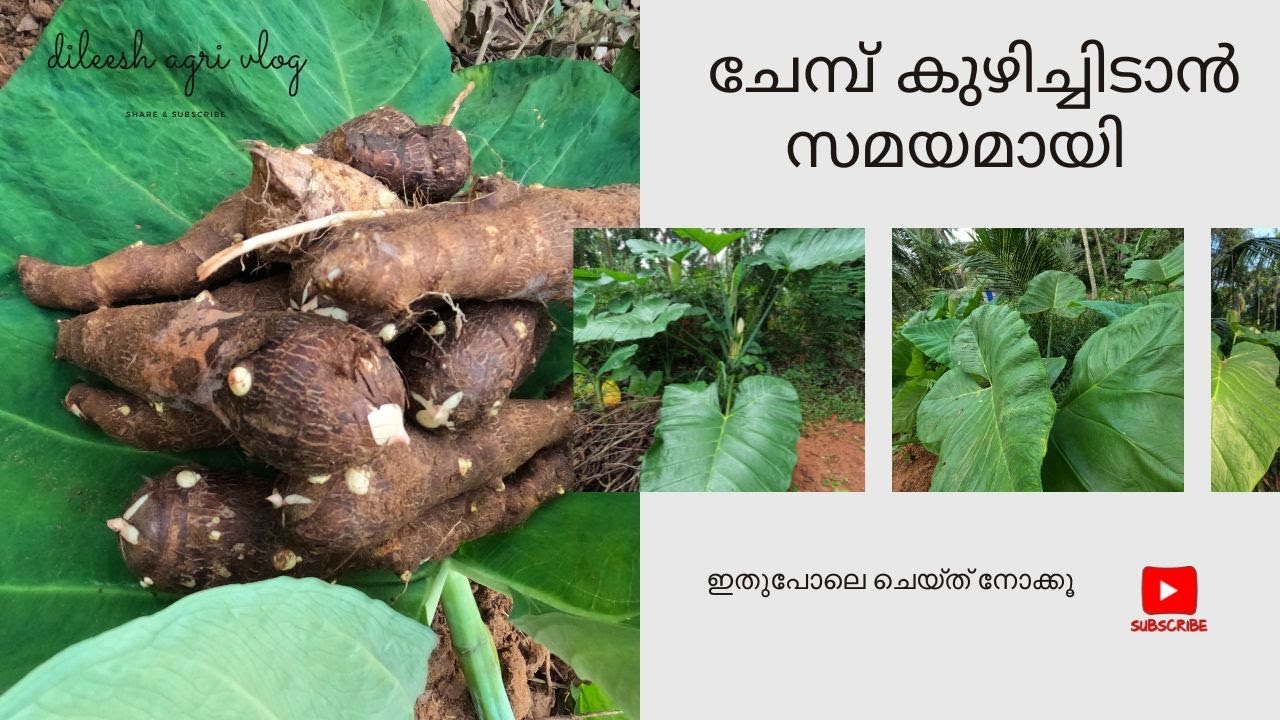 ചേമ്പ് ഇതുപോലെ കുഴിച്ചിടൂ #farming #plantingtips #agriculture #gardening #urbanagriculture