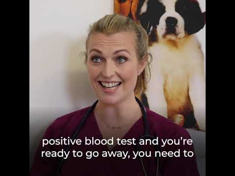 Video for Pet owners - Cat the Vet