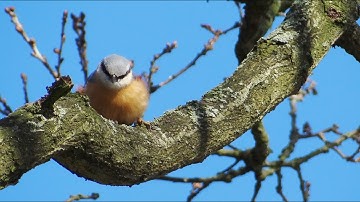 Song of Eurasian Nuthatch, كاسر الجوز, Bayağı sıvacı kuşu, Boomklever, Sitta europaea, Kleiber.