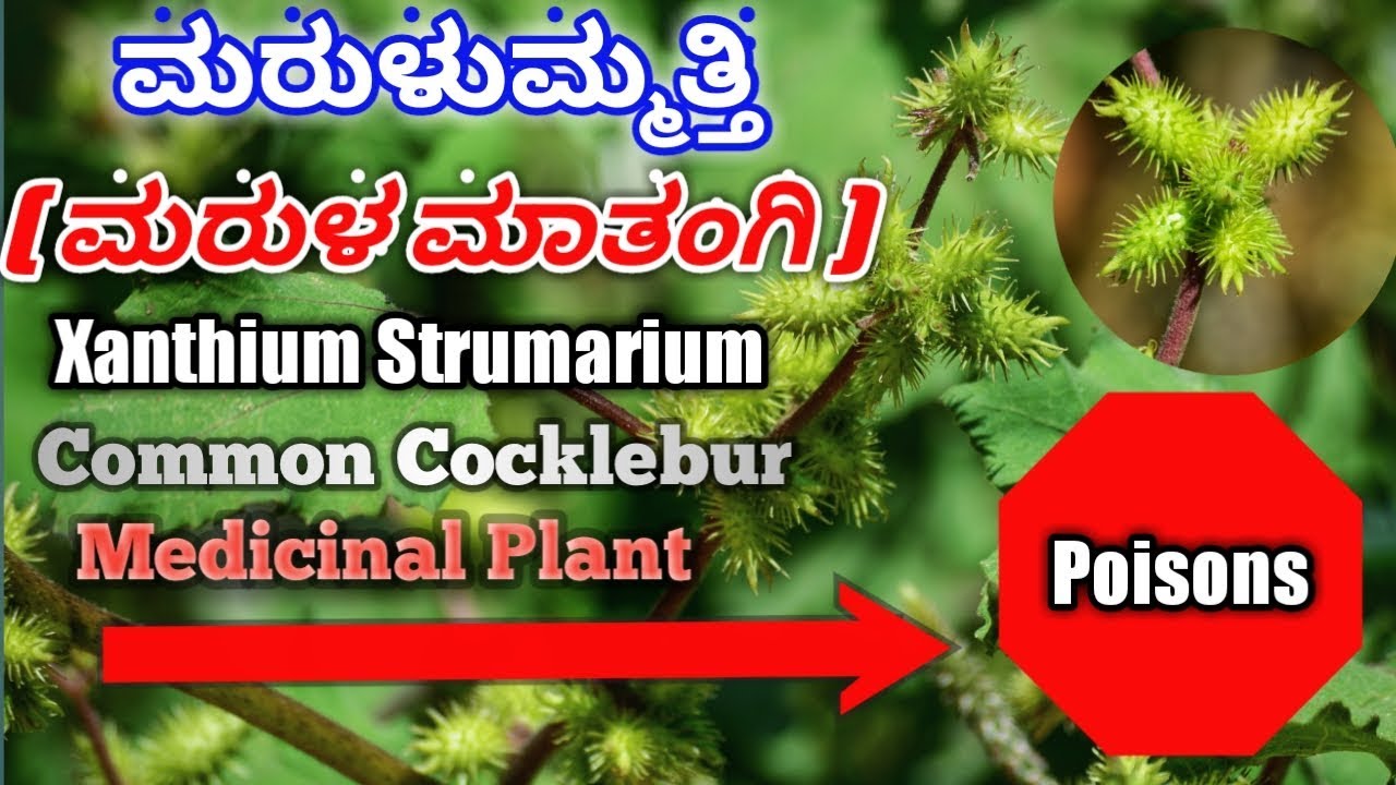 ಮರುಳುಮ್ಮತ್ತಿ, Xanthium Strumarium, Common Cocklebur, Burdock Datura