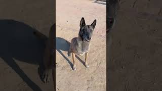 Emergency Rescue Dogs Are Amazing In Times Of Danger