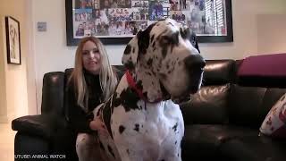 20 largest dogs in the world