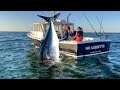 Amazing Fastest Giant Bluefin tuna fishing skills - Caught giant bluefin tuna in the Pacific Ocean