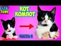 Как росли наши КОТЯТА ❀ часть 1 КОМПОТ ❀ Лиза и котята ❀ lizatube