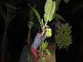 This animal damages the farmer's fruit#video #viral