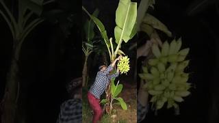 This animal damages the farmer's fruit#video #viral