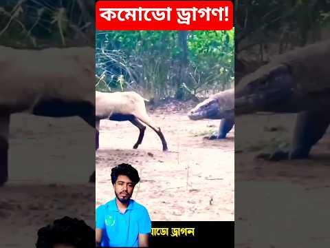 কমোডো ড্রাগণ! 😯😯😯 #shorts #foryou #trending