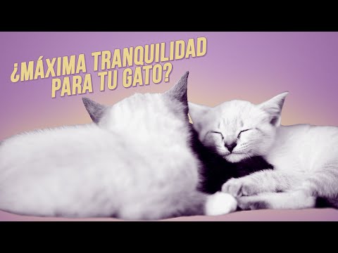 Video: Feromonas De Gato - Feromonas Faciales Sintéticas Felinas