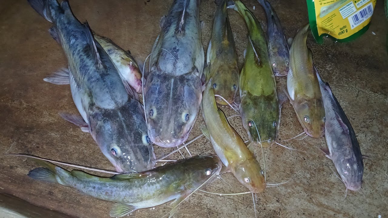 SETELAH sekian lama tidak mancing dispot ini sekalinya dipancing langsung BABON yg naik kawan²
