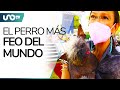 ¿Quieres conocer al perro más feo del mundo?