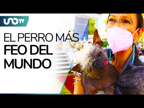 The world’s ugliest dog competition returns to the United States – Uno TV