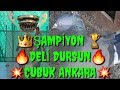 ANKARA GÜVERCİN OYUN KUŞU SANATI DELİ DURSUN