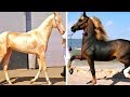7 Cavalli Esotiche Più Costosi Del Mondo