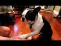 how to get your dog to give paw how to get your dog to give paw