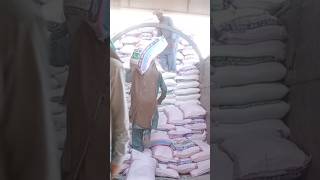 loding on truck  | wheat flour loading 33 | آٹا ٹرک پر لوڈ کرنے کا طریقہ