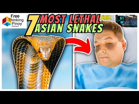 Lalaki NAMAGA dahil sa Tuklaw ng Cobra | Top 7 Dangerous Snakes of Asia