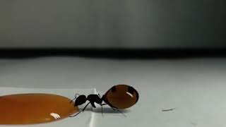 МЕДОВЫЕ МУРАВЬИ. МУРАВЬИ БОЧКИ