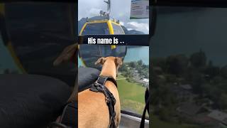 whippet dog in cable car Funny dog video #cute #whippet #dog