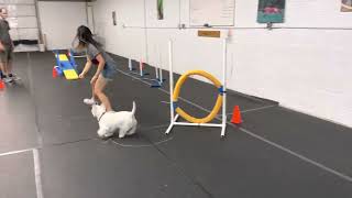 FRANKLIN THE WESTIE DOING AGILITY LESSONS!