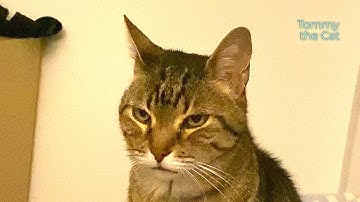 Cat is upset cause he doesn