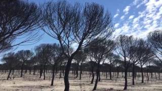 Recorrido a pie por uno de los pinares calcinados en Moguer